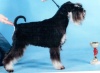 National Dog Show of all breeds memory LP Sabaneyeva (CAC, CH RKF)